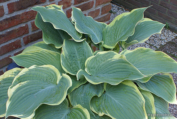 Hosta arc de triomphe